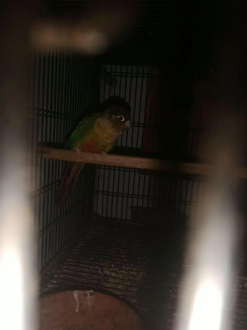 pineapple conure breeder pair — photo 3