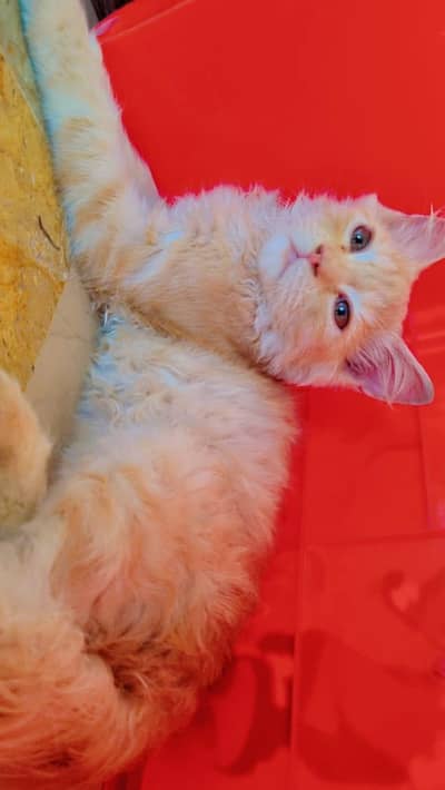 Beautiful Fluffy Ginger Long-Hair Cat for Sale