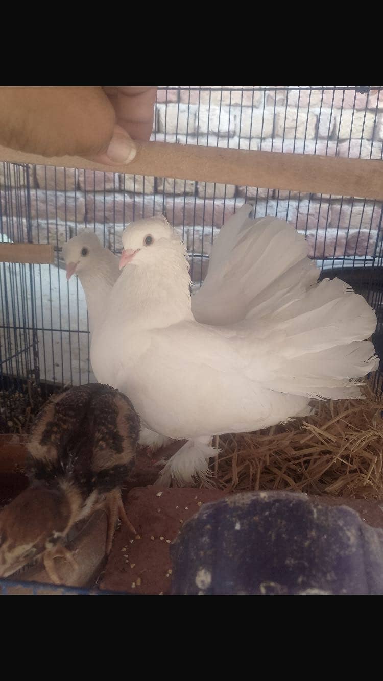 Breeder Pair Available 0