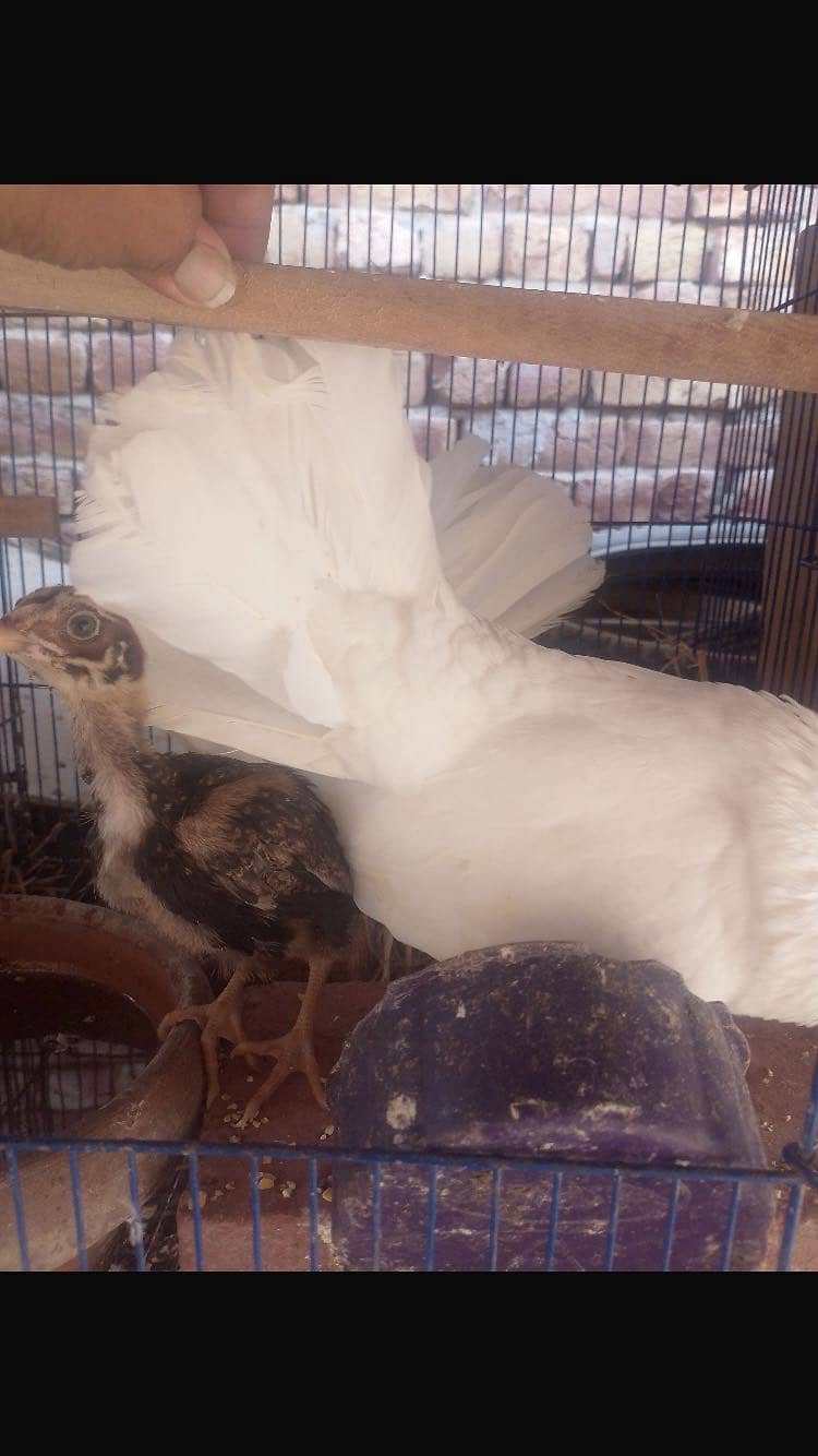 Breeder Pair Available 1