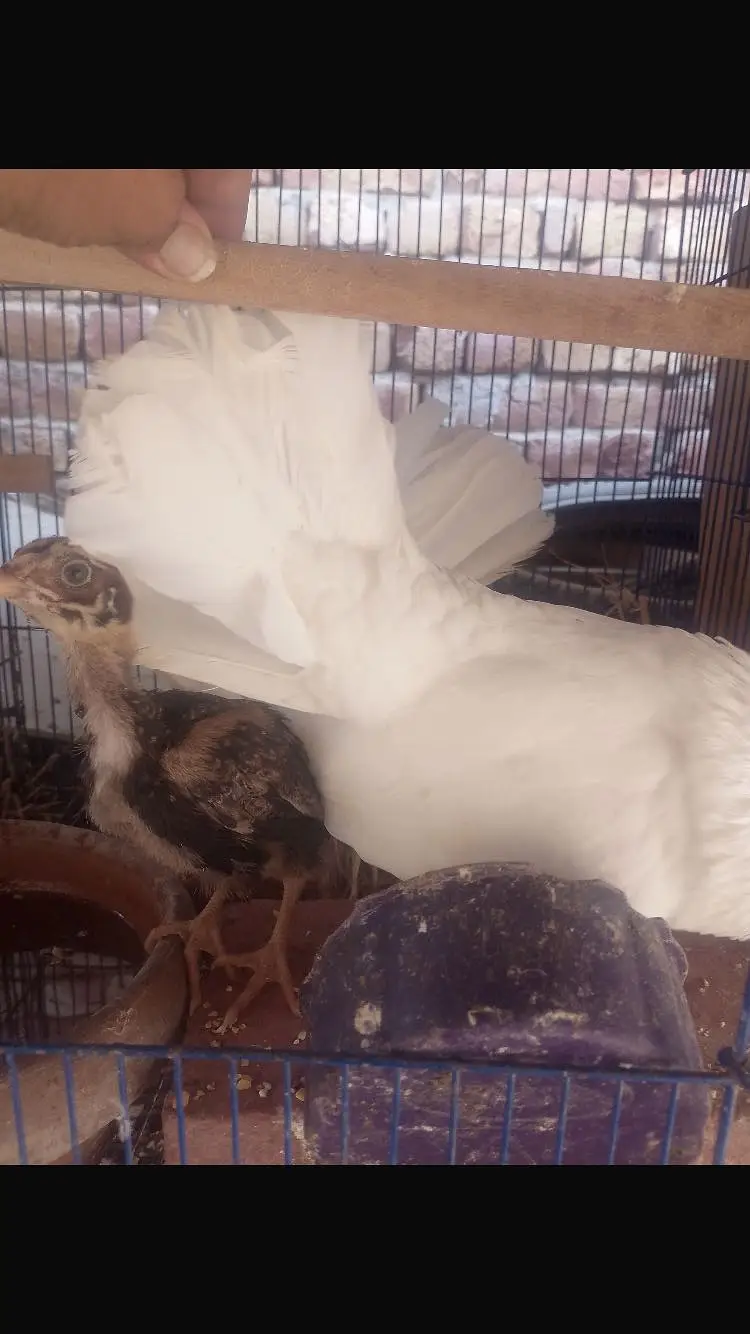Breeder Pair Available — photo 2