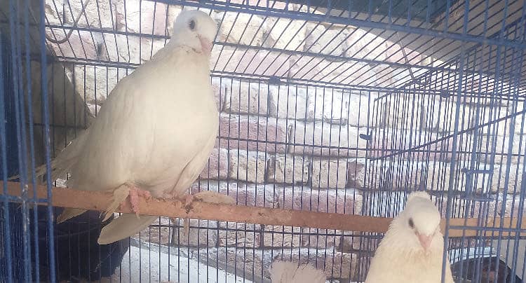 Breeder Pair Available 2