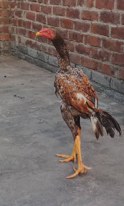 aseel patha for sale