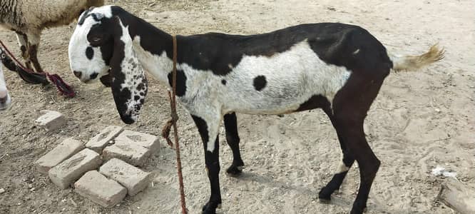 Goats female