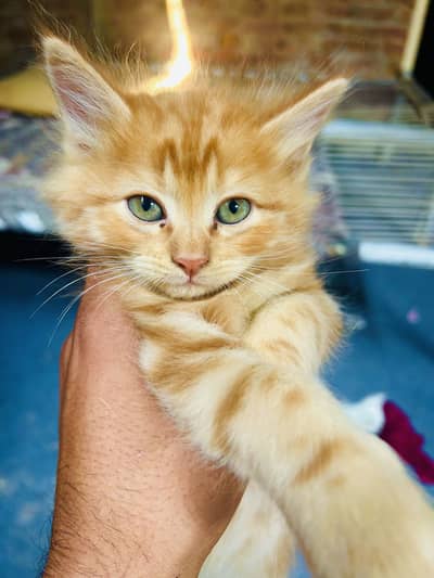 Mano billi