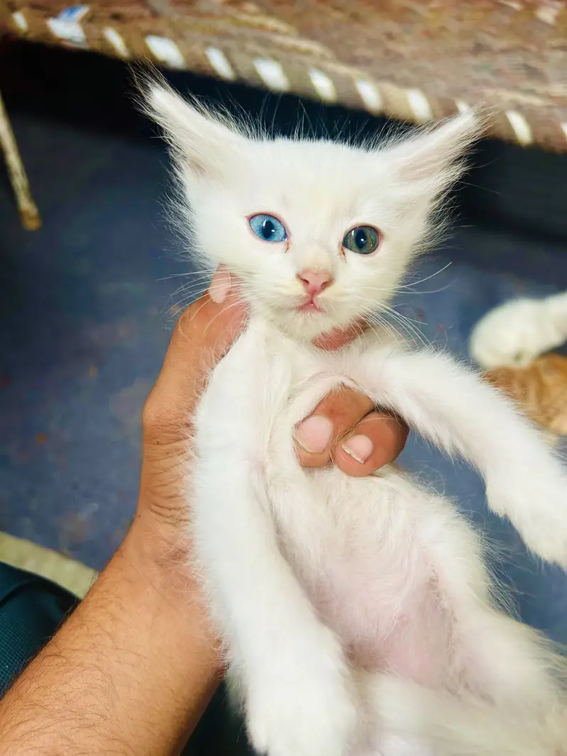 Mano billi — photo 2