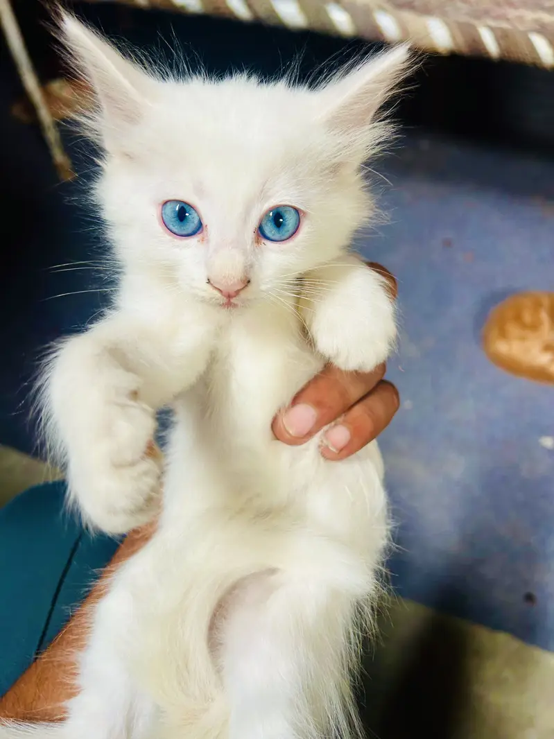 Mano billi — photo 3