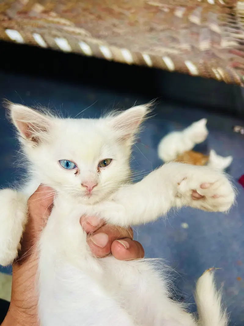 Mano billi — photo 4