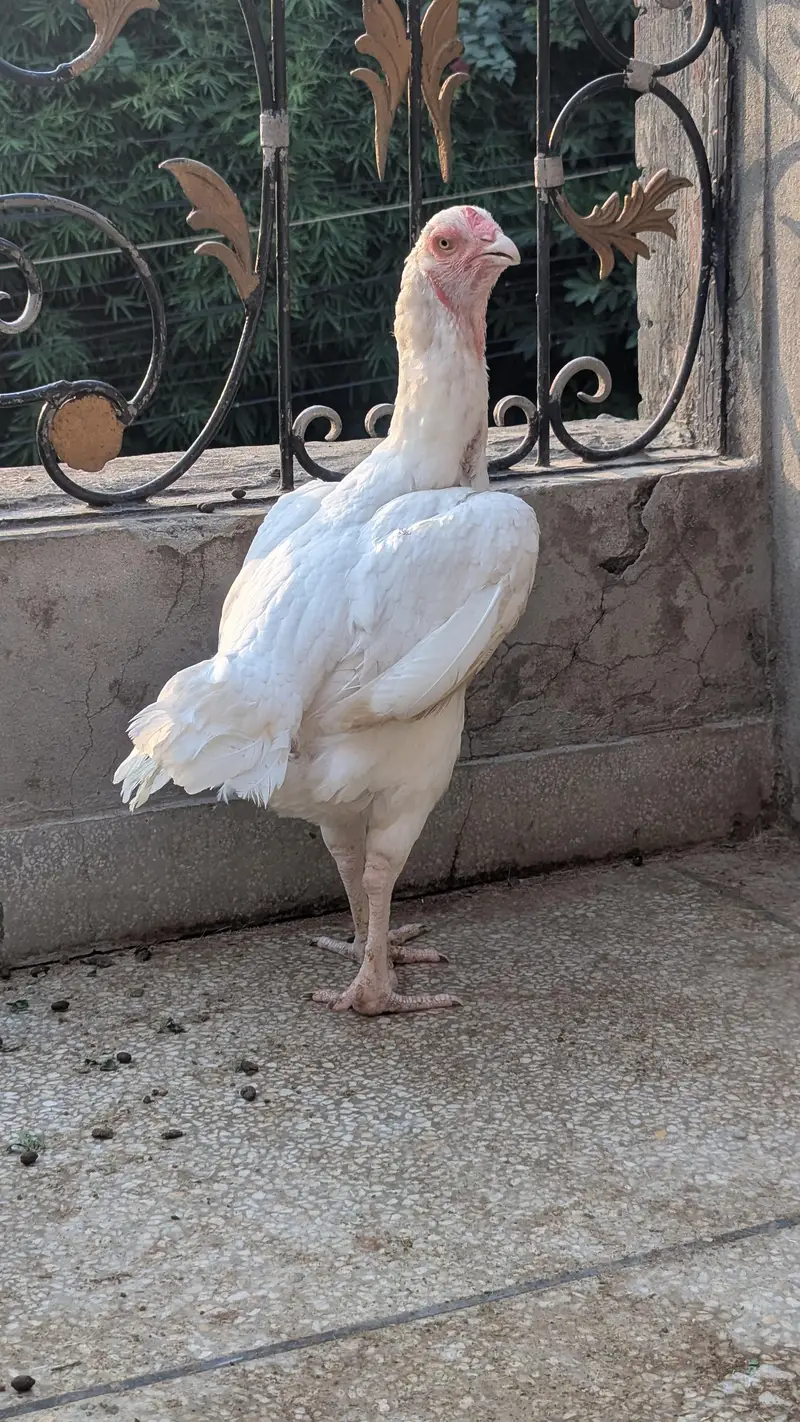 king Size qandhari — photo 2