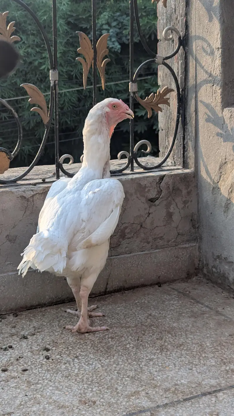 king Size qandhari — photo 3