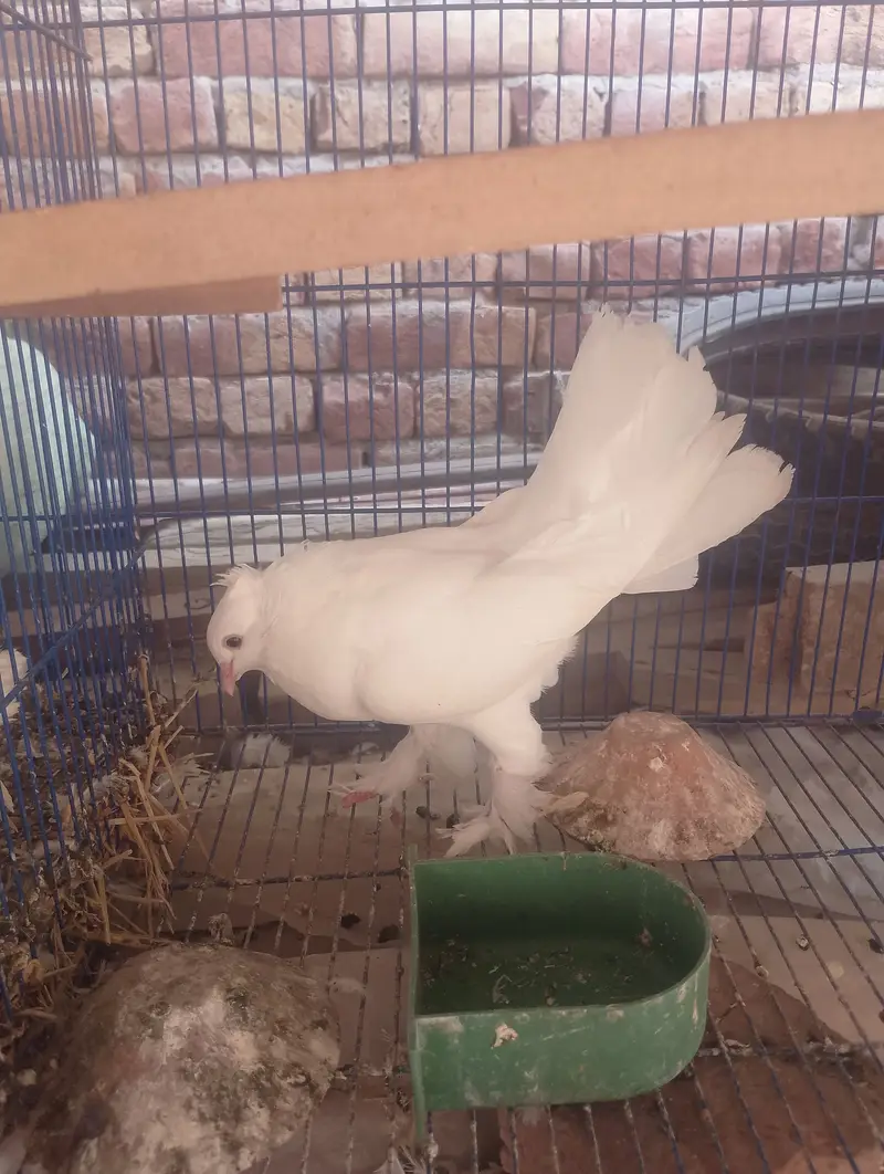 Healthy Female Available