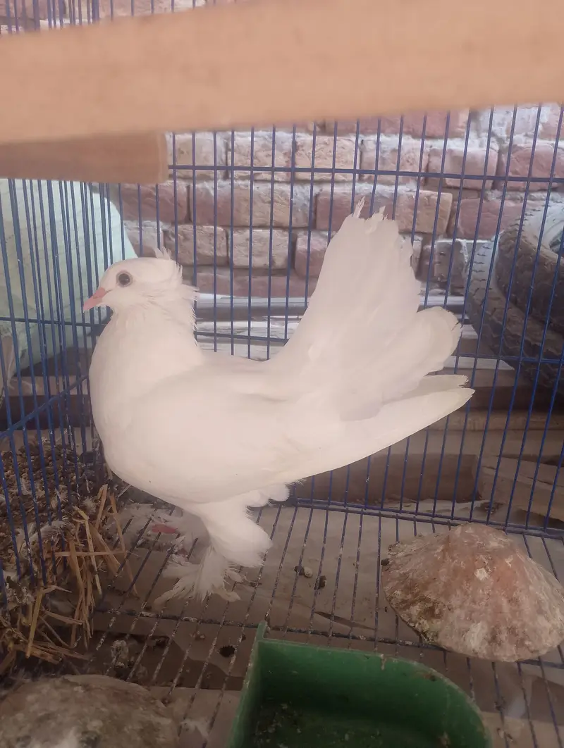 Healthy Female Available — photo 2