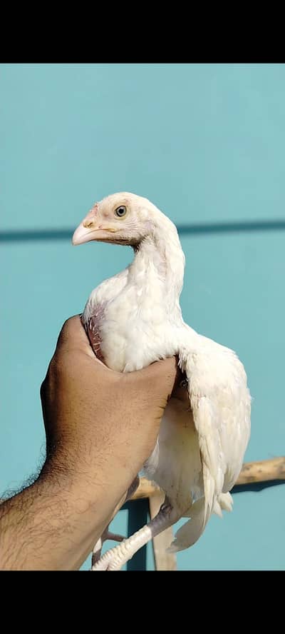 PAper white Heera