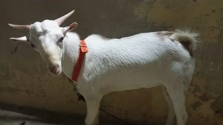 Teddy Male Goat – 8 to 10 Months Old, Healthy & Active