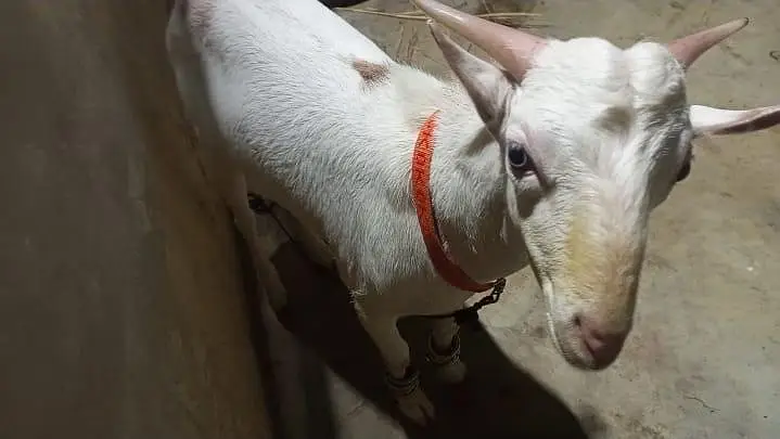 Teddy Male Goat – 8 to 10 Months Old, Healthy & Active — photo 2