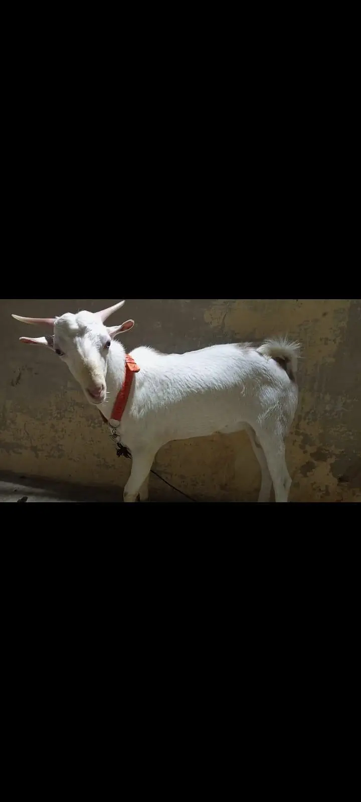 Teddy Male Goat – 8 to 10 Months Old, Healthy & Active — photo 3
