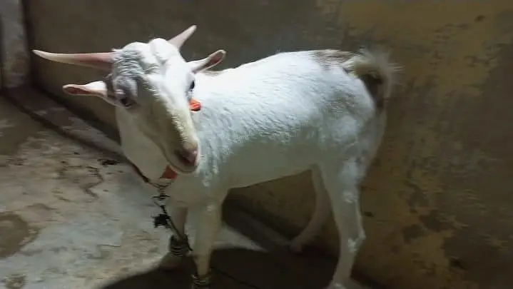 Teddy Male Goat – 8 to 10 Months Old, Healthy & Active — photo 4