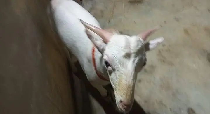 Teddy Male Goat – 8 to 10 Months Old, Healthy & Active — photo 5