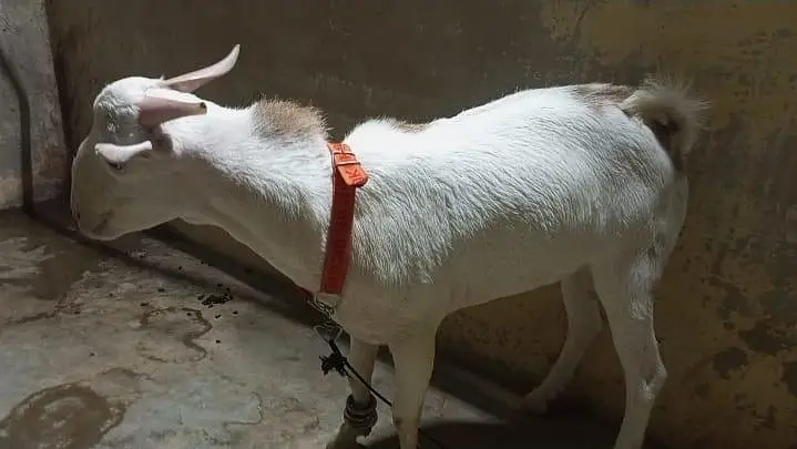 Teddy Male Goat – 8 to 10 Months Old, Healthy & Active — photo 6