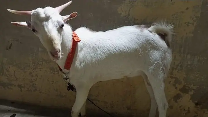Teddy Male Goat – 8 to 10 Months Old, Healthy & Active — photo 7