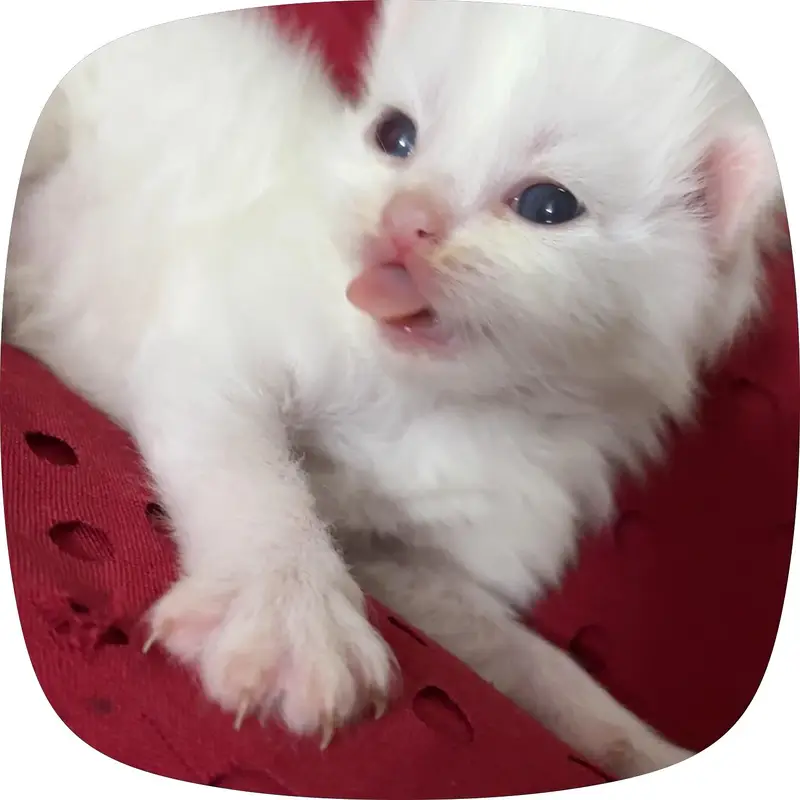 Kitten persian