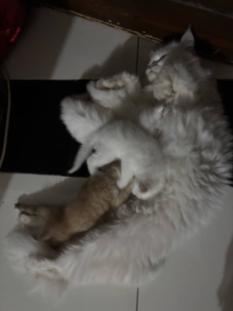 Kitten persian 1