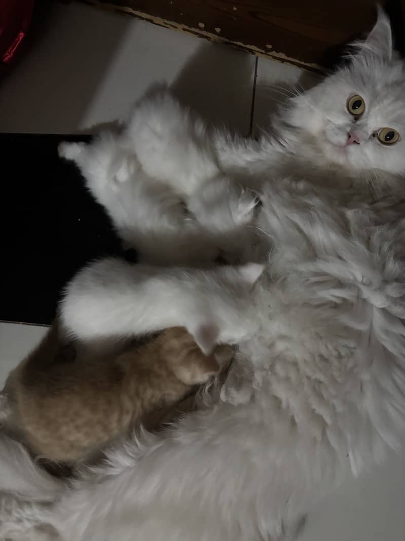 Kitten persian 2