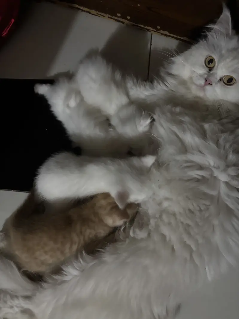 Kitten persian — photo 3
