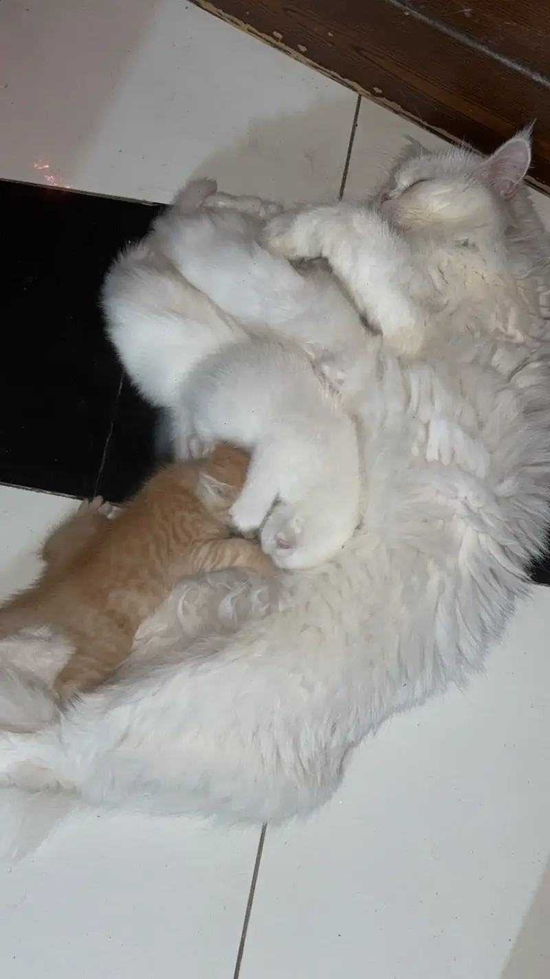 Kitten persian — photo 4