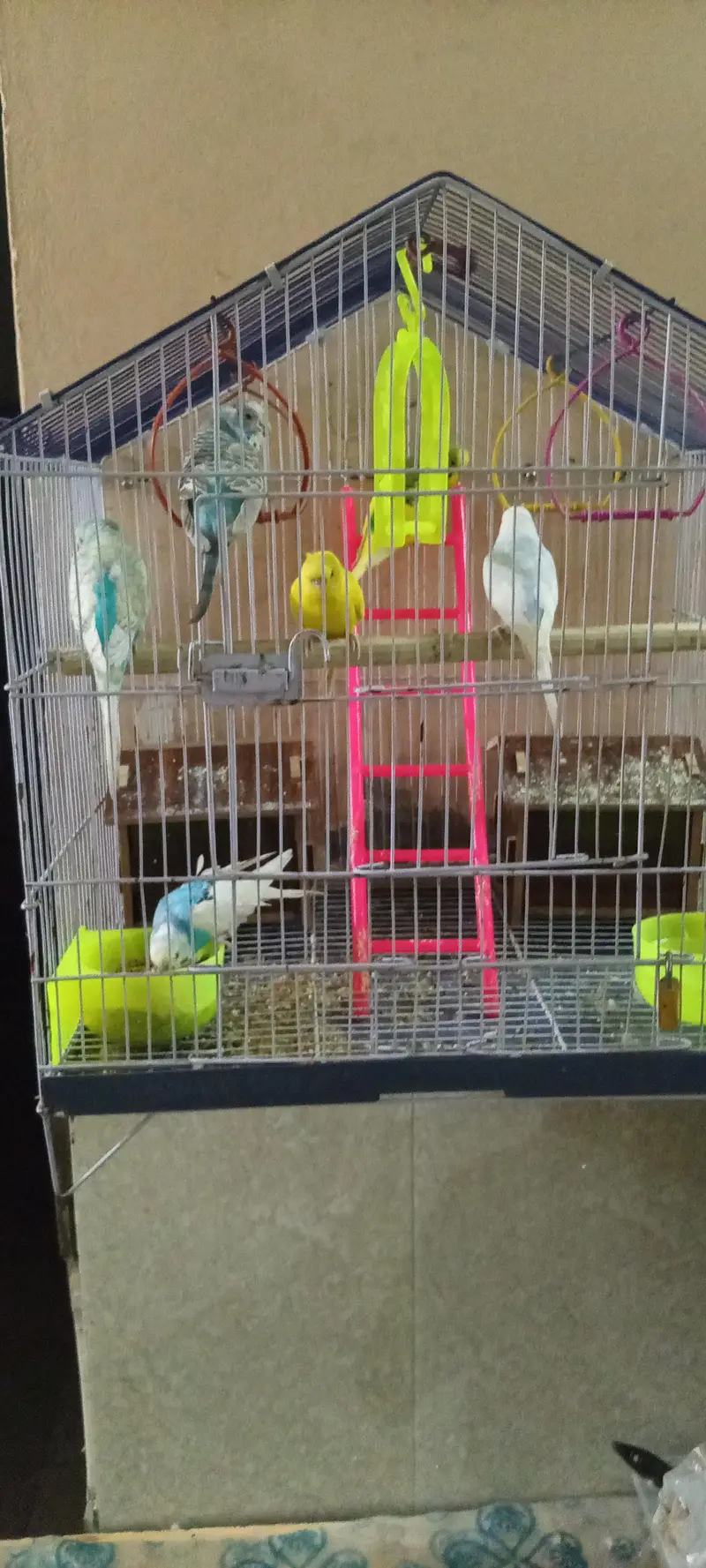 Australian Birds pairs