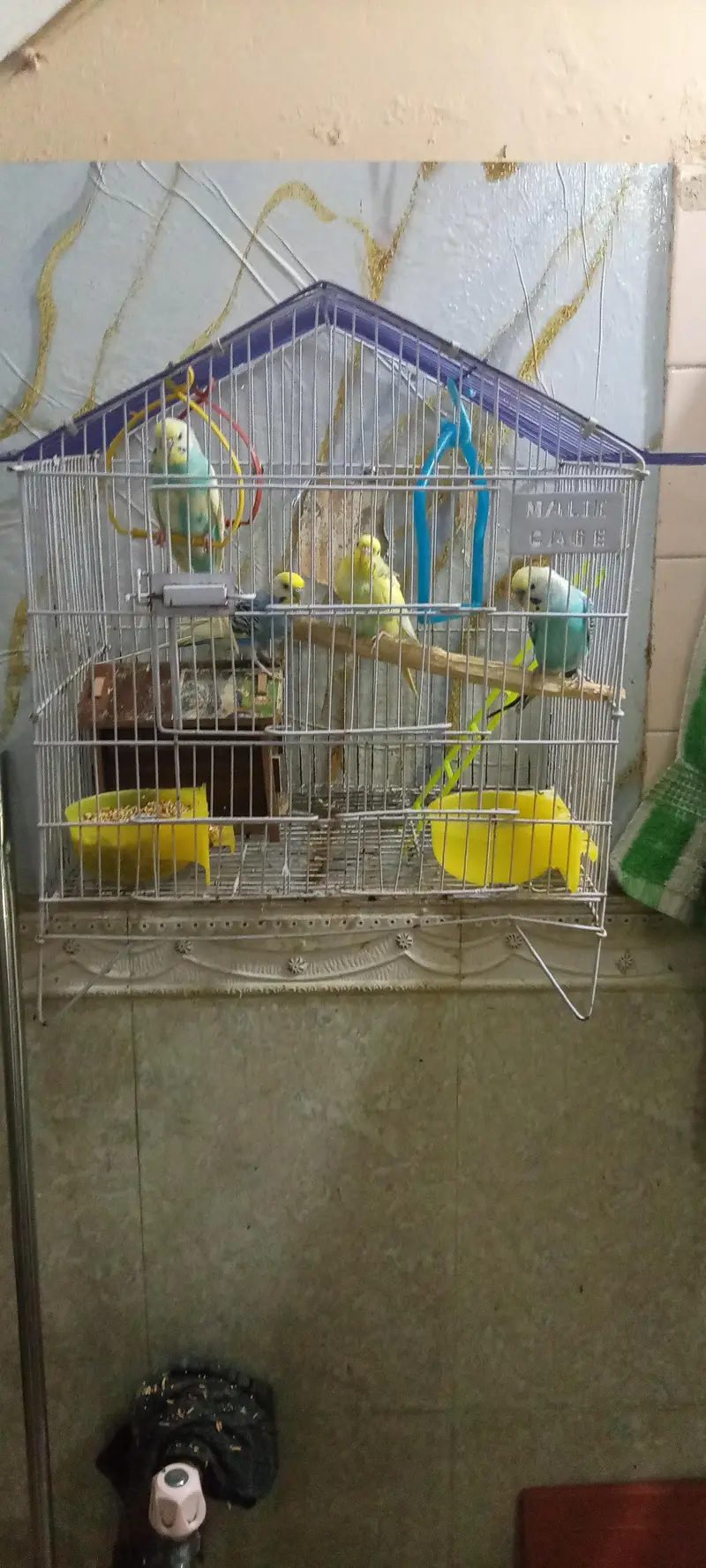 Australian Birds pairs — photo 2