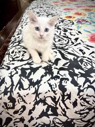 TRIPLE COATED PERSIAN KITTEN