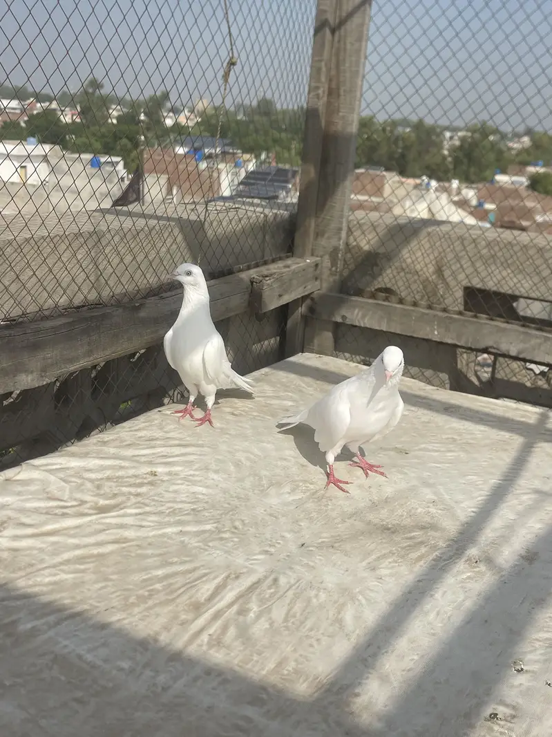 Dangi Kaboter — photo 3