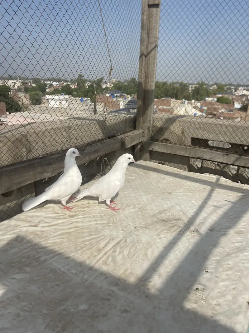 Dangi Kaboter — photo 4