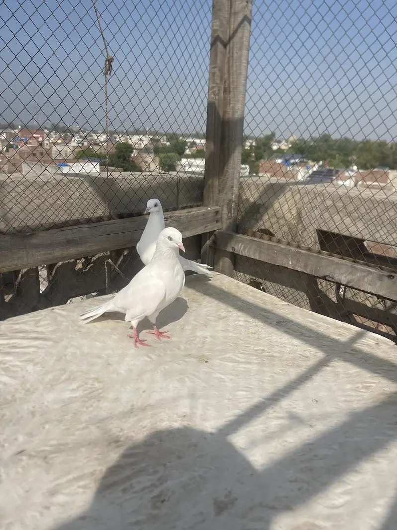Dangi Kaboter — photo 5