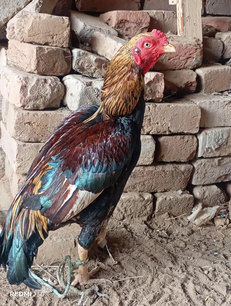 12 maha Ka ha