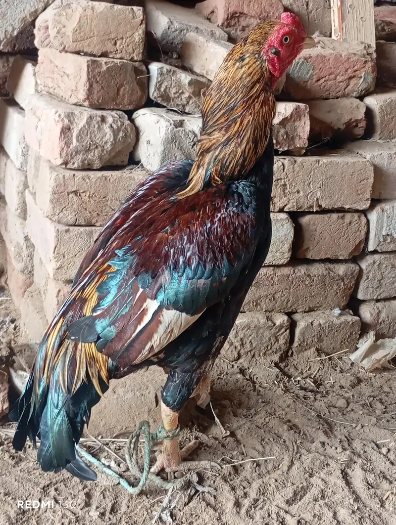 12 maha Ka ha — photo 2