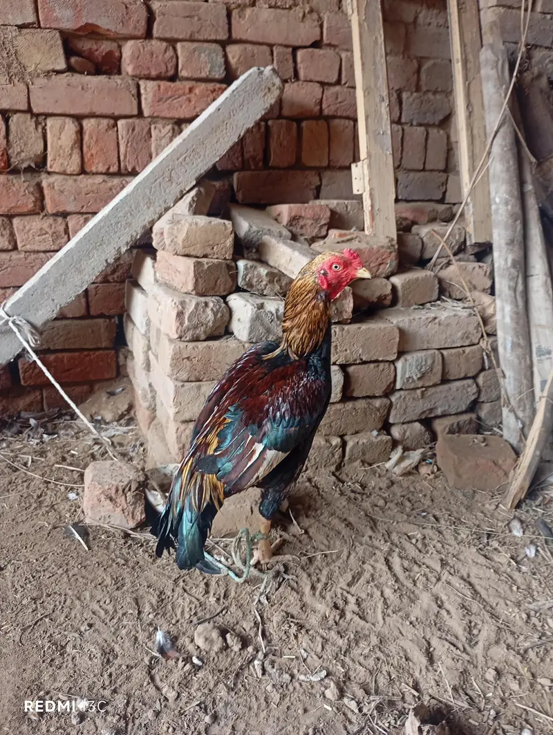 12 maha Ka ha — photo 3
