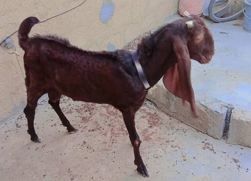 Kamori bakra 0