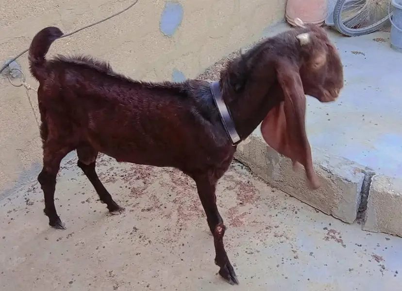 Kamori bakra