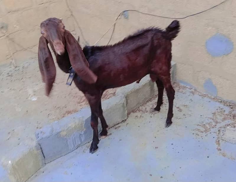 Kamori bakra 5