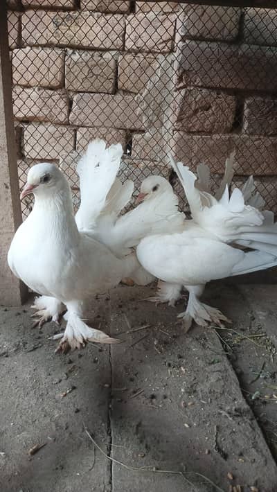 white lakkay pair
