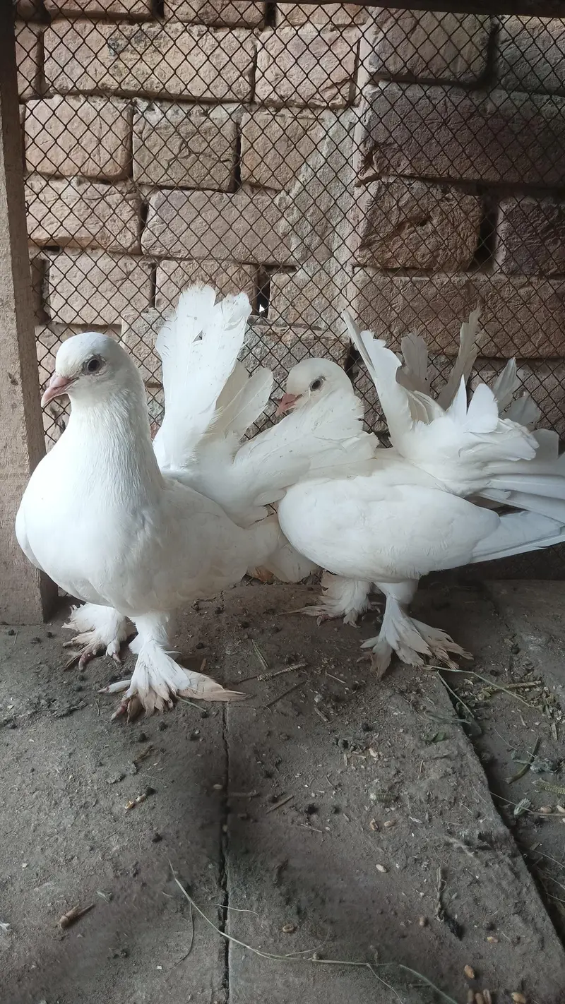 white lakkay pair