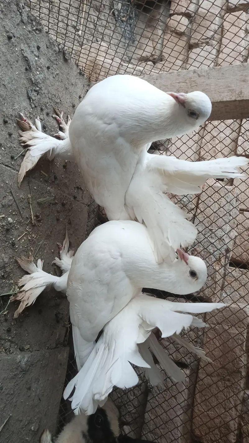 white lakkay pair — photo 2