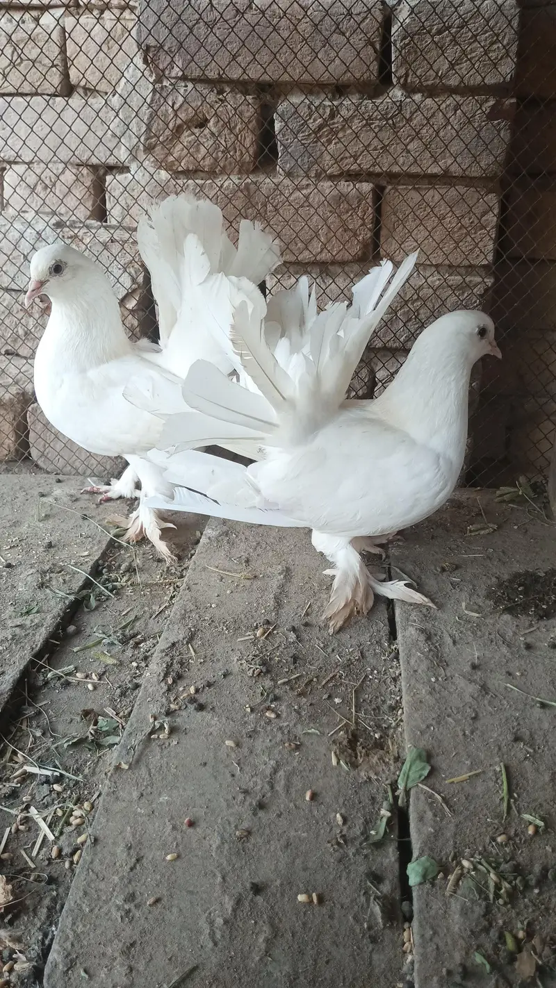 white lakkay pair — photo 3