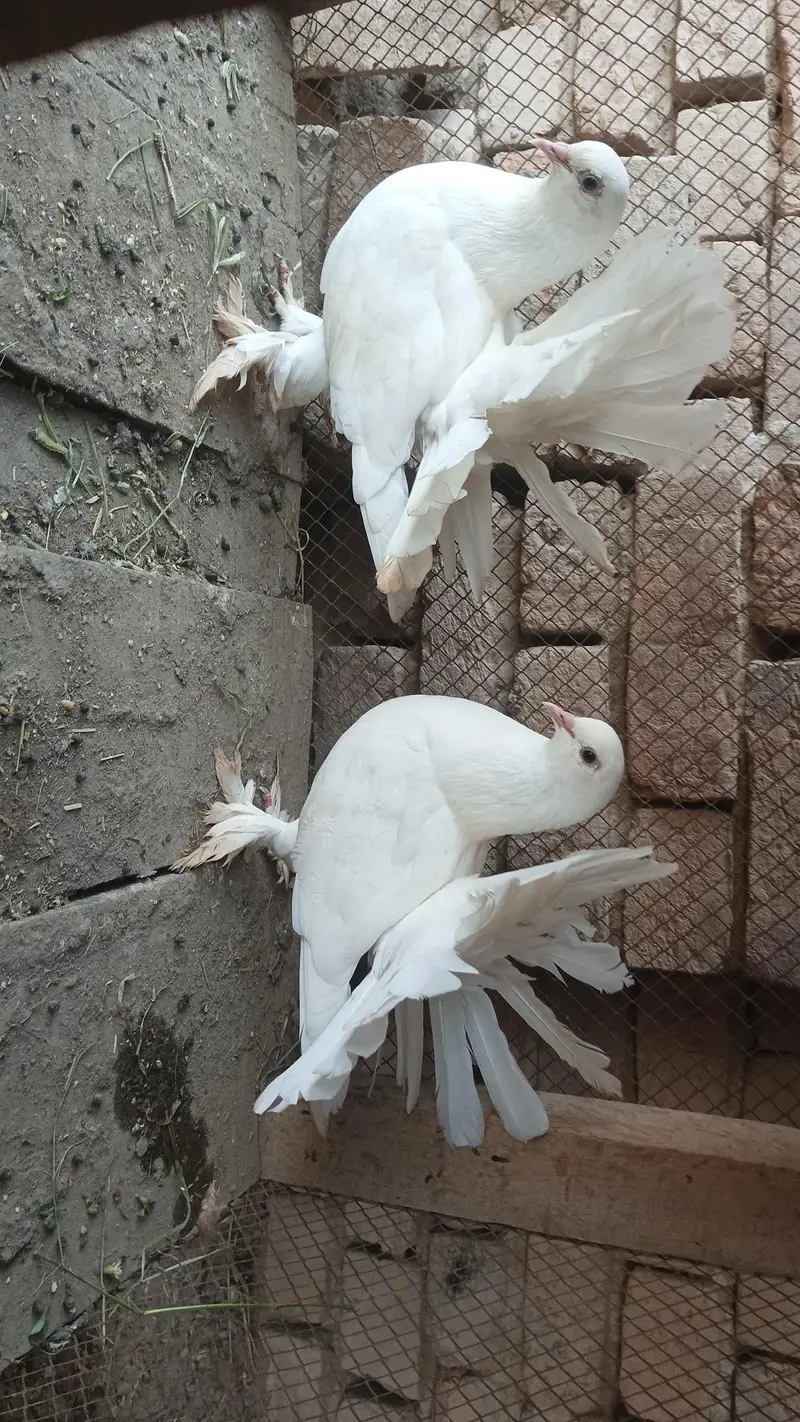 white lakkay pair — photo 4