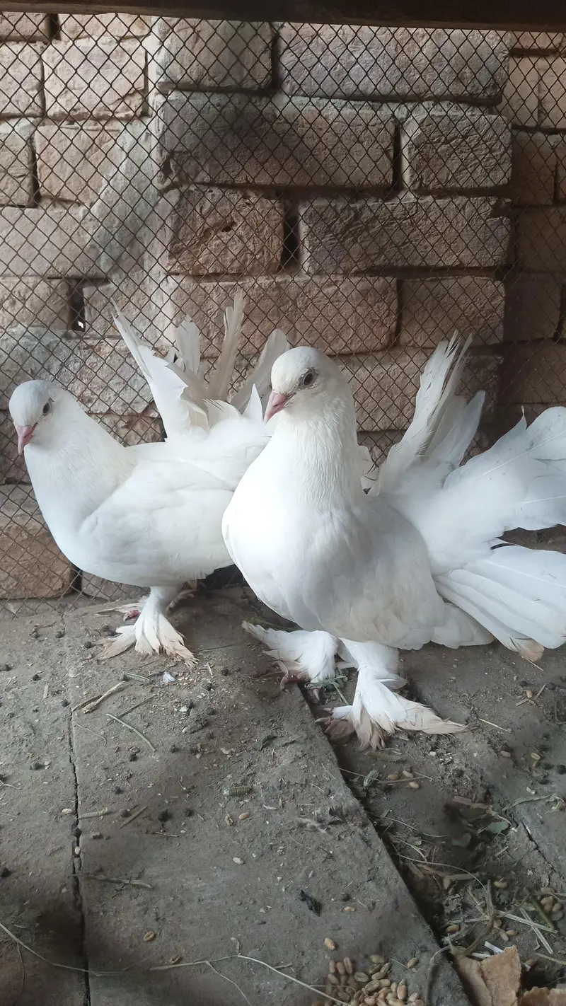white lakkay pair — photo 5