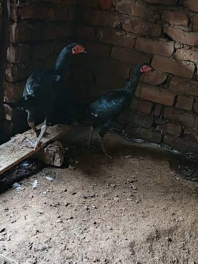 thai cross male or female
