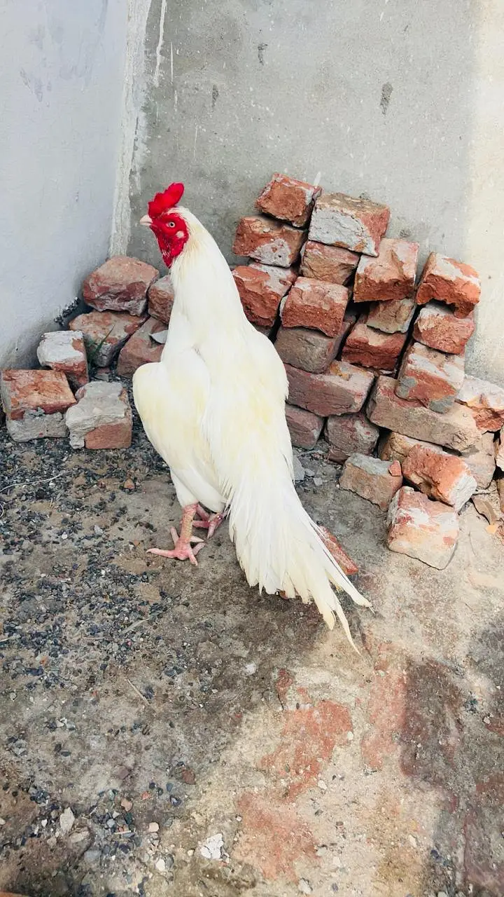 Quality Heera Aseel — photo 2