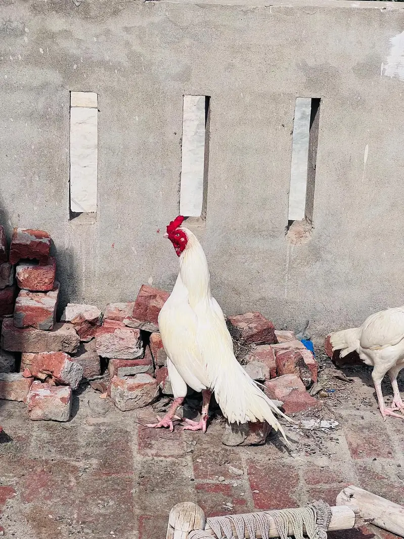 Quality Heera Aseel — photo 3